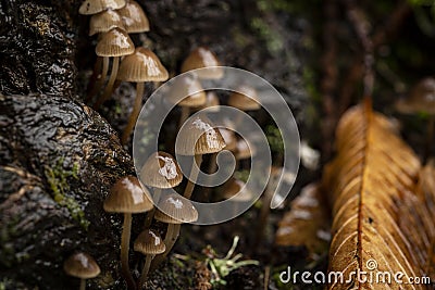 Clustered oak-stump bonnet Mushrooms - Mycena inclinata Stock Photo