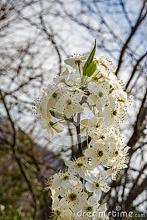 Clusters Flowering Cherry Blossoms Stock Photo