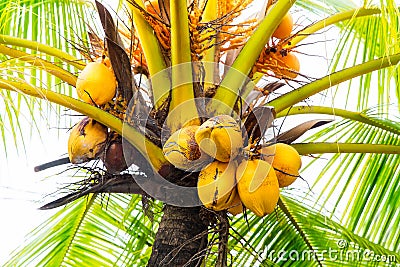 Clusters of freen coconuts close-up hanging on palm tree Stock Photo
