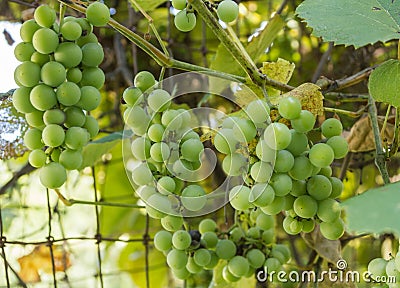 Clusters of Green Grapes Stock Photo