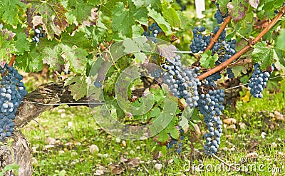 clusters of ripe red grapes on mature vines in an Italian winery Stock Photo