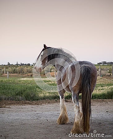 Clydesdale Horse Stock Photo