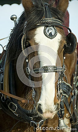 Clydesdale Horse Head Stock Photo