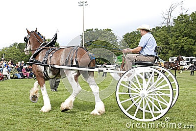 Clydesdale Pulling Cart in Competition Editorial Stock Photo