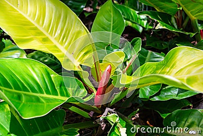 Moonlight or `Moon Glow` Philodendron plant closeup - Fort Lauderdale, Florida, USA Stock Photo