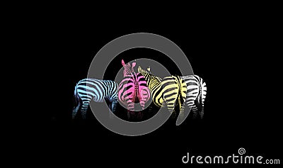 CMYK Colored Zebras Stock Photo