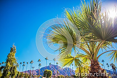 Coachella Valley Vegetation Stock Photo