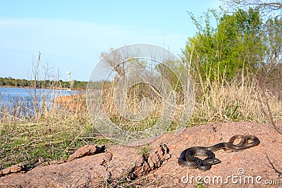 Coachwhip overlooking a lake Stock Photo