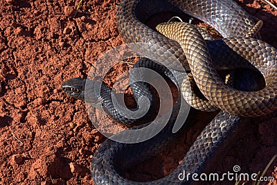 Coachwhip Stock Photo