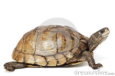 Coahuilan Box Turtle Stock Photo