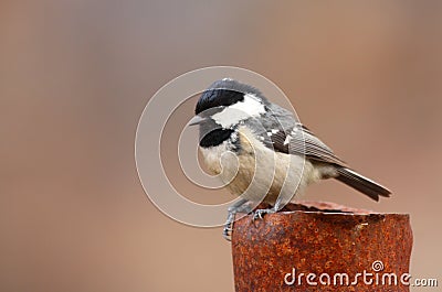 Coal tit Stock Photo