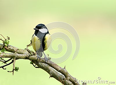 Coal Tit Stock Photo