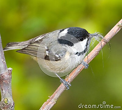 the coal tit Stock Photo