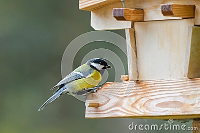 Coal tit bird in yellow grey with black white nape perching on w Stock Photo