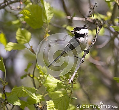 Coal tit forest Stock Photo