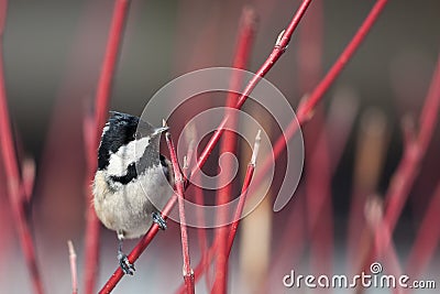 Coal tit (Parus ater) Stock Photo