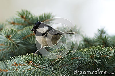 Coal Tit (Parus ater) Stock Photo