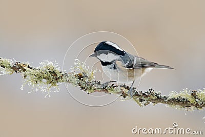 Coal Tit, Parus ater, cute blue and yellow songbird in winter scene, snow flake and nice snow flake and nice lichen branch, bird i Stock Photo