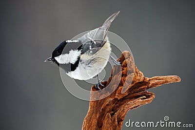 Coal Tit, Parus ater, cute blue and yellow songbird in winter scene, snow flake and nice snow flake and nice lichen branch, bird Stock Photo