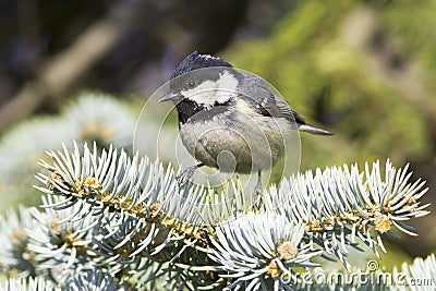 Coal tit (Parus ater) on a fir branch - close up Stock Photo