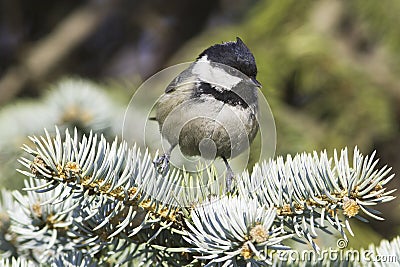 Coal tit (Parus ater) on a fir branch Stock Photo