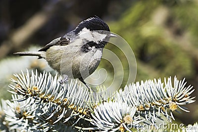 Coal tit (Parus ater) on a fir branch Stock Photo