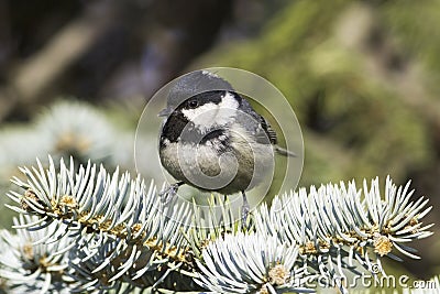 Coal tit (Parus ater) on a fir branch Stock Photo