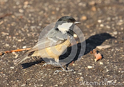 Coal Tit, Parus ater Stock Photo