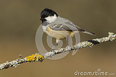 Coal tit (Parus ater) Stock Photo