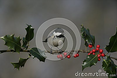 Coal tit, Parus ater Stock Photo