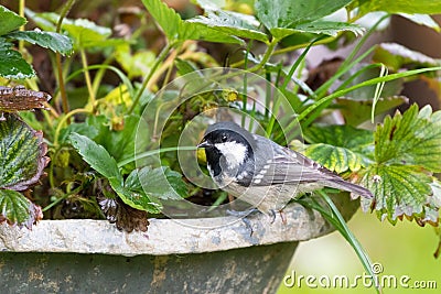 Coal tit, passerine bird in yellow grey with black white nape sp Stock Photo