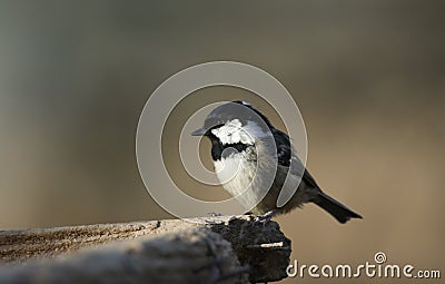 A pretty Coal Tit Periparus ater perched on wood in the forest. Stock Photo