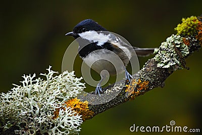 Coal Tit, songbird sitting on beautiful lichen branch with clear dark background, animal in the nature habitat, Germany Stock Photo