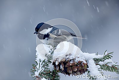 Coal Tit, songbird on snowy spruce tree branch with snow, winter scene. Snow on spruce tree cone. Bird in cold winter. Wildlife sc Stock Photo