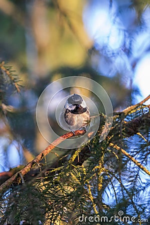 Coal tit on tree branch in the coniferous forest Stock Photo