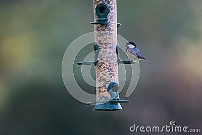 Coal Tit, Zwarte Mees, Periparus ater Stock Photo