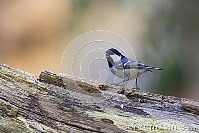 Coal Tit, Zwarte Mees, Periparus ater Stock Photo