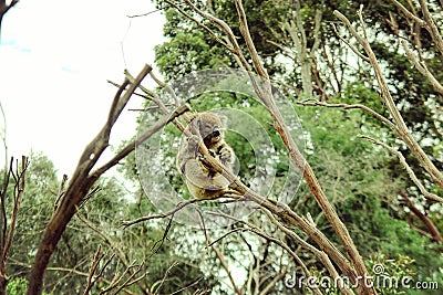 Coala bear sitting on a tree Stock Photo