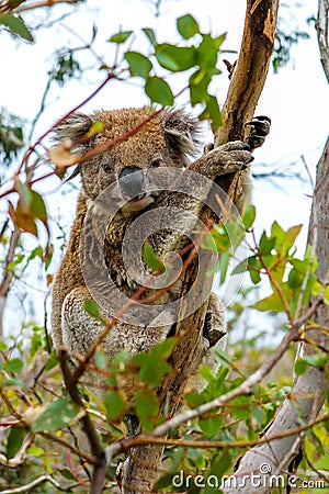 Coala is sitting in the tree Stock Photo