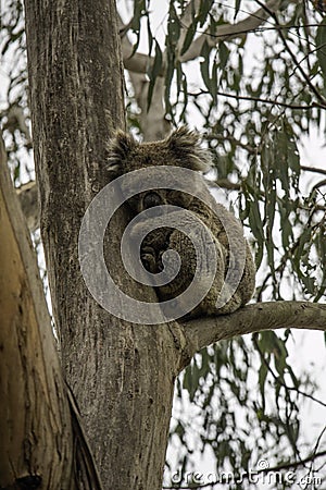 Coala sleeping on a branch of the eucalyptus his favorite food are eucalyptus leaves Stock Photo