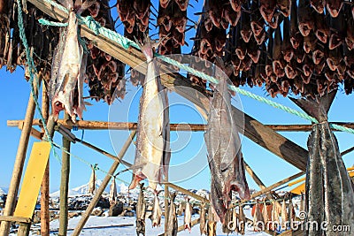 Coalfish Stock Photo