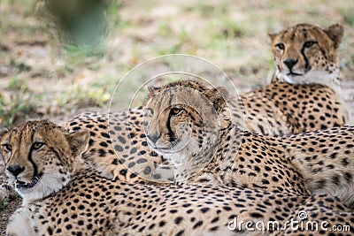 Coalition of Cheetahs laying in the sand Stock Photo