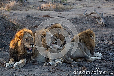 A coalition of male lions lying together Stock Photo