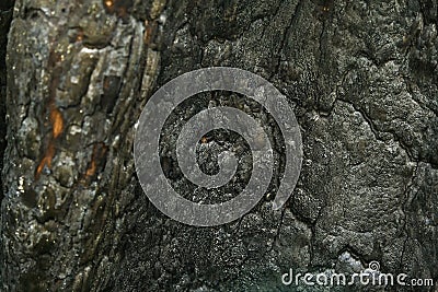 Coals after fire in the forest. Charred tree trunks in a coniferous forest. Stock Photo