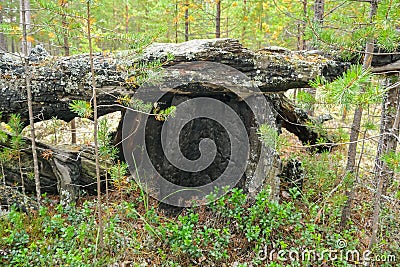 Coals after fire in the forest. Charred tree trunks in a coniferous forest. Stock Photo
