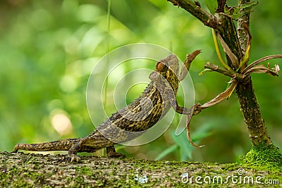 Coarse Chameleon - Trioceros rudis Stock Photo