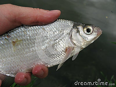 Coarse fishing for breams Stock Photo