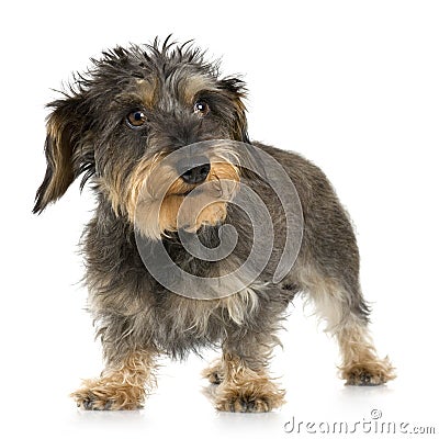 Coarse haired Dachshund Stock Photo