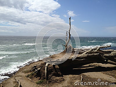 Coast of california driftwood ocean view Stock Photo