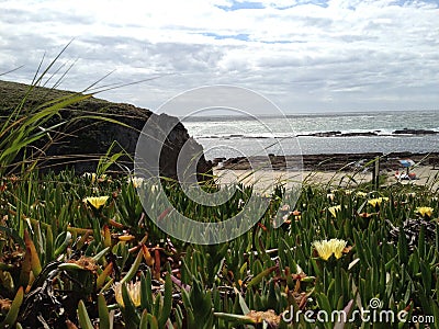 Coast of california driftwood ocean view flower foreground Stock Photo